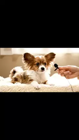 犬猫総合製薬株式会社のTikTok投稿