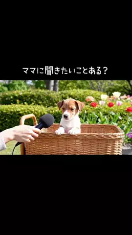 犬猫総合製薬株式会社のTikTok投稿