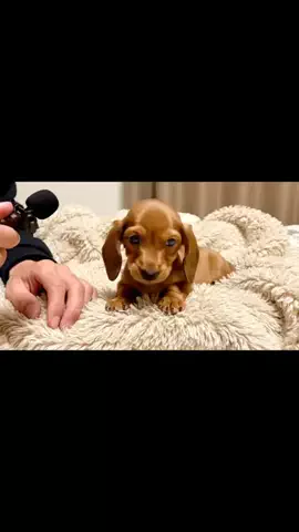 犬猫総合製薬株式会社のTikTok投稿