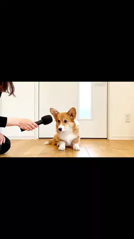 犬猫総合製薬株式会社のTikTok投稿
