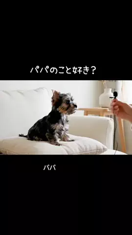 犬猫総合製薬株式会社のTikTok投稿