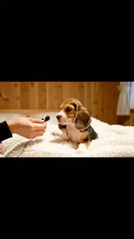 犬猫総合製薬株式会社のTikTok投稿