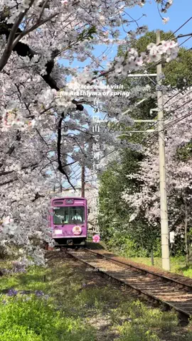 マイタビ / JAPAN TRIPのTikTok投稿