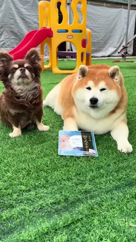 shibaochataのTikTok PR投稿：うちのかぞくさんの『うちのおくちサポート』🪥 フード…
