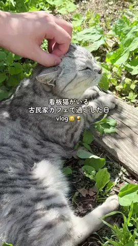 ねこ旅🐈｜猫宿・看板猫がいる旅館やホテルを紹介のTikTok投稿