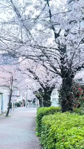 MON♡のTikTok投稿