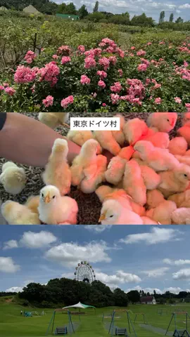 群馬発すー旅⌇旅と暮らしのTikTok投稿