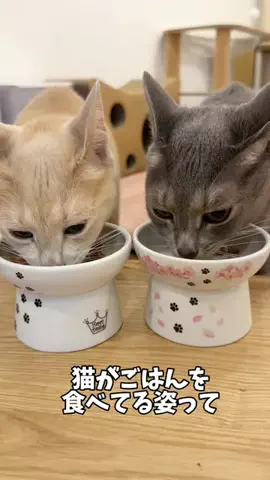 もちもちブラザーズのTikTok投稿