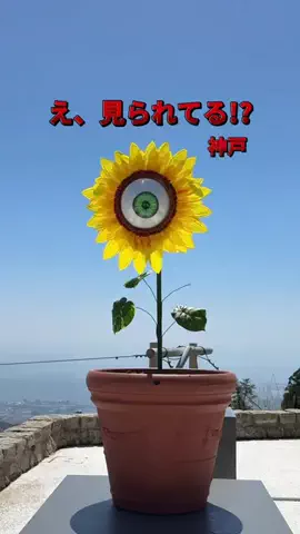 ふう | 神戸のおでかけ・グルメのTikTok投稿