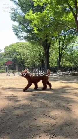 さち| アラサー独身OL×犬と2人暮らしのTikTok投稿