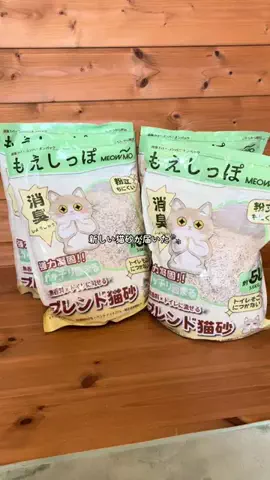 ハルとアキ🐱のTikTok投稿