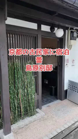 野良猫　イチくんとナナちゃんのTikTok投稿