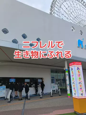 野良猫　イチくんとナナちゃんのTikTok投稿