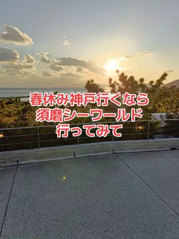 野良猫　イチくんとナナちゃんのTikTok投稿