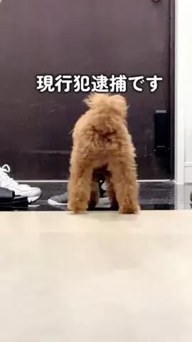 emily__kurashiのTikTok投稿