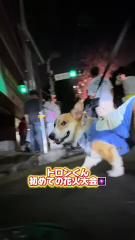 トロンのTikTok投稿