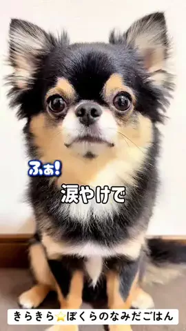 チワワのこまちゃんのTikTok投稿