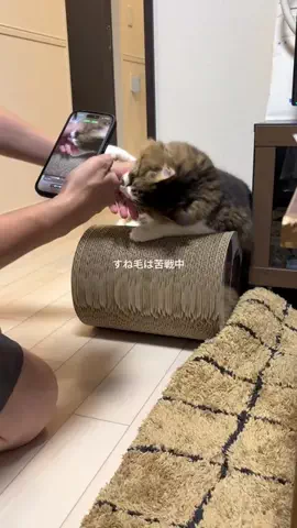 ほたてくんのTikTok投稿