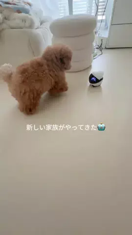 むぎ🍫🧸のTikTok投稿