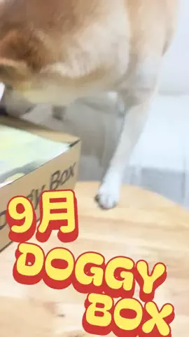 大 五 郎のTikTok投稿