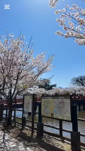 ちゃんたま/プチ贅沢ホテル旅✈️のTikTok投稿