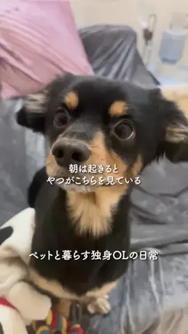 限界社畜OLのTikTok投稿