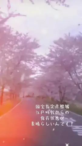 ゆっこ🍓のTikTok PR投稿：#PR #tiktokgo #春休み 旅行 #卒業 #お祝い お堀沿い 彦根城 江…
