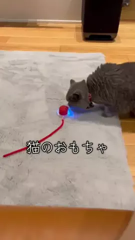 グリのTikTok投稿
