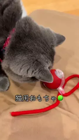 グリのTikTok投稿