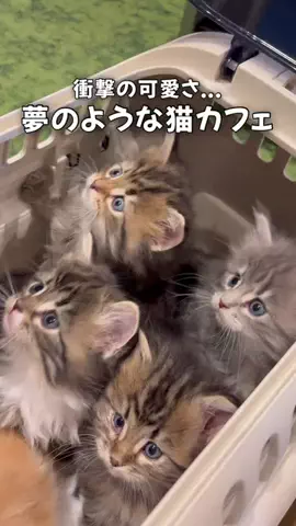 白石ありさ🍓【九州観光グルメ】のTikTok投稿
