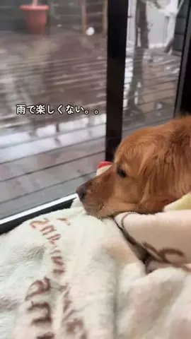なら🐾のTikTok投稿