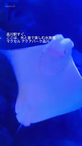 くれ𖨆のくぅねるあそぶのTikTok投稿