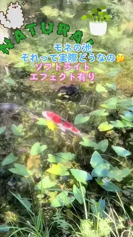 Skydaruma(ダルちゃん)のTikTok投稿