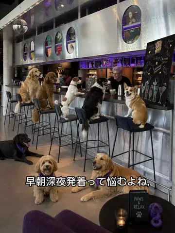 #犬好き集合 #わんこメロメロおじさん #華麗家たいしょーのTikTok投稿