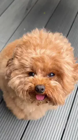 むぎ🍫🧸のTikTok投稿