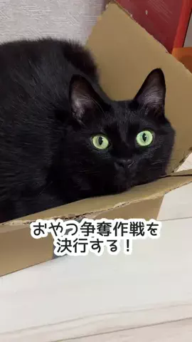 きんむぎのTikTok投稿