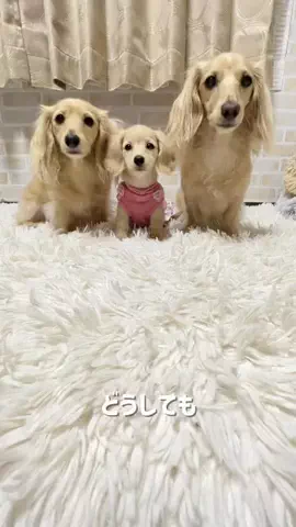 🎀もあらなまぅ🎀のTikTok投稿