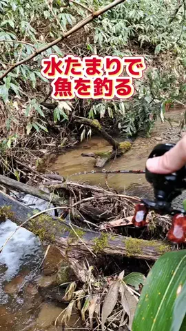 広島たにさんのぼれやびゃー動画のTikTok投稿