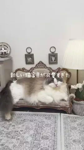 ココミコ(ととねこ)のTikTok投稿