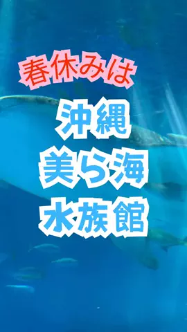 おっきー 🍍沖縄人のTikTok投稿