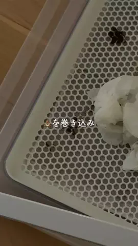 ayagram_homeのTikTok投稿