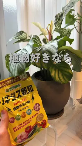 たく|植物・インテリア紹介のTikTok投稿
