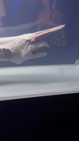 おっきー 🍍沖縄人のTikTok投稿