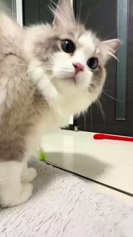七夕（ちーしー）のTikTok PR投稿：ちっち。はついにカメラを意識しだしたやでヾ(・ω・｡` …