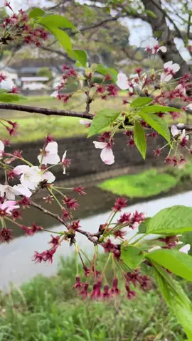 毎日の旅/Daily dreamer🤣のTikTok投稿