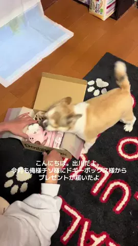 キャサリン出川ソラのTikTok投稿