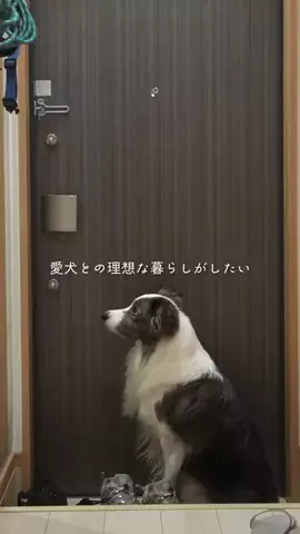 まさ” ボーダーコリーとふたり暮らし”のTikTok投稿