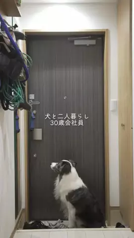 まさ” ボーダーコリーとふたり暮らし”のTikTok投稿