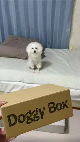 ダンシングオウムと監視犬のTikTok投稿