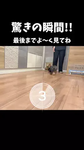 ヨーキーのフクちゃんのTikTok投稿